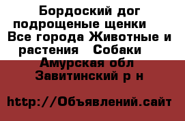 Бордоский дог подрощеные щенки.  - Все города Животные и растения » Собаки   . Амурская обл.,Завитинский р-н